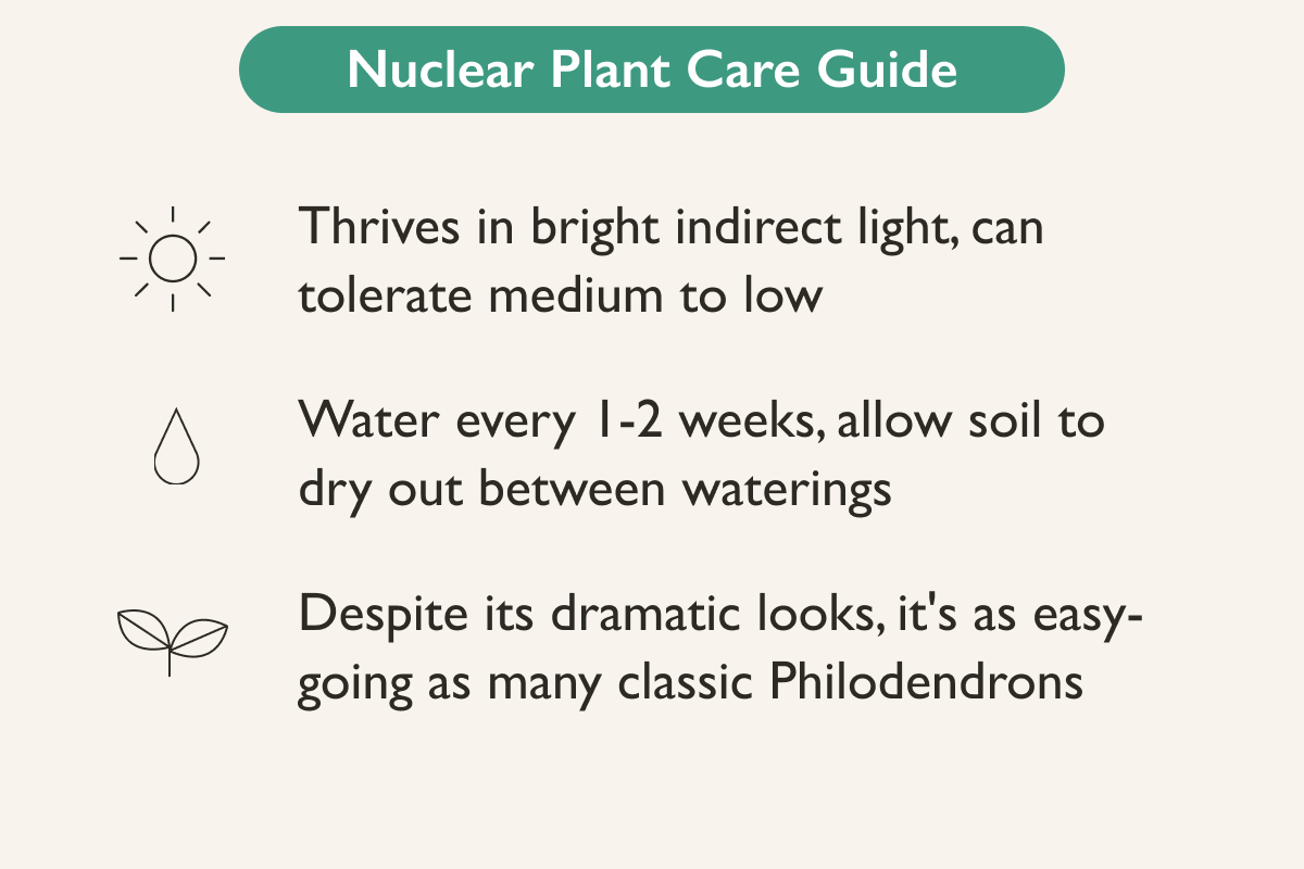 Philodendron Plant Care Guide
