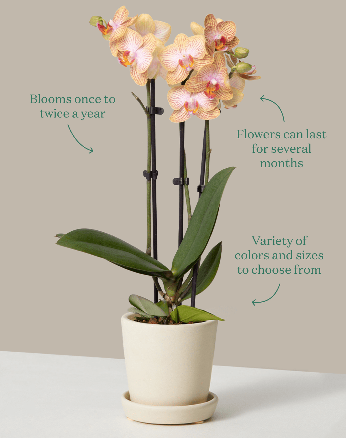 Blooms once to twice a year. Flowers can last for several months. Variety of colors and sizes to choose from.