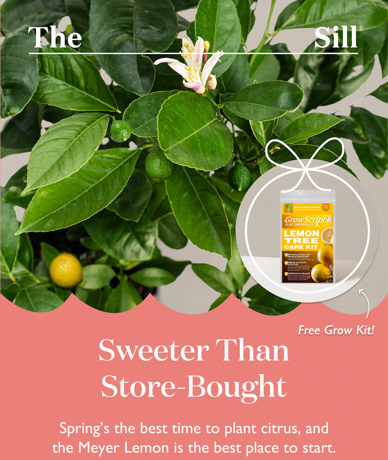Spring's the best time to plant citrus, and the Meyer Lemon with Free Grow Kit is the best place to start.