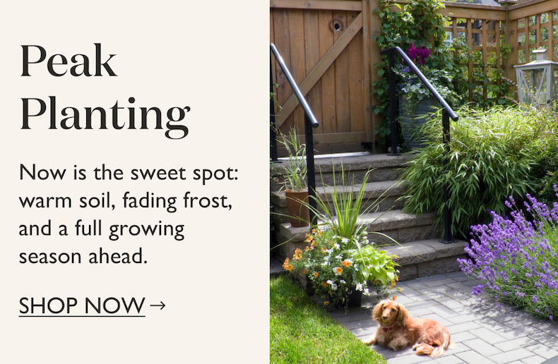 Now is the sweet spot to plant: warm soil, fading frost, and a full growing season ahead. Check out our spring blooming plants.