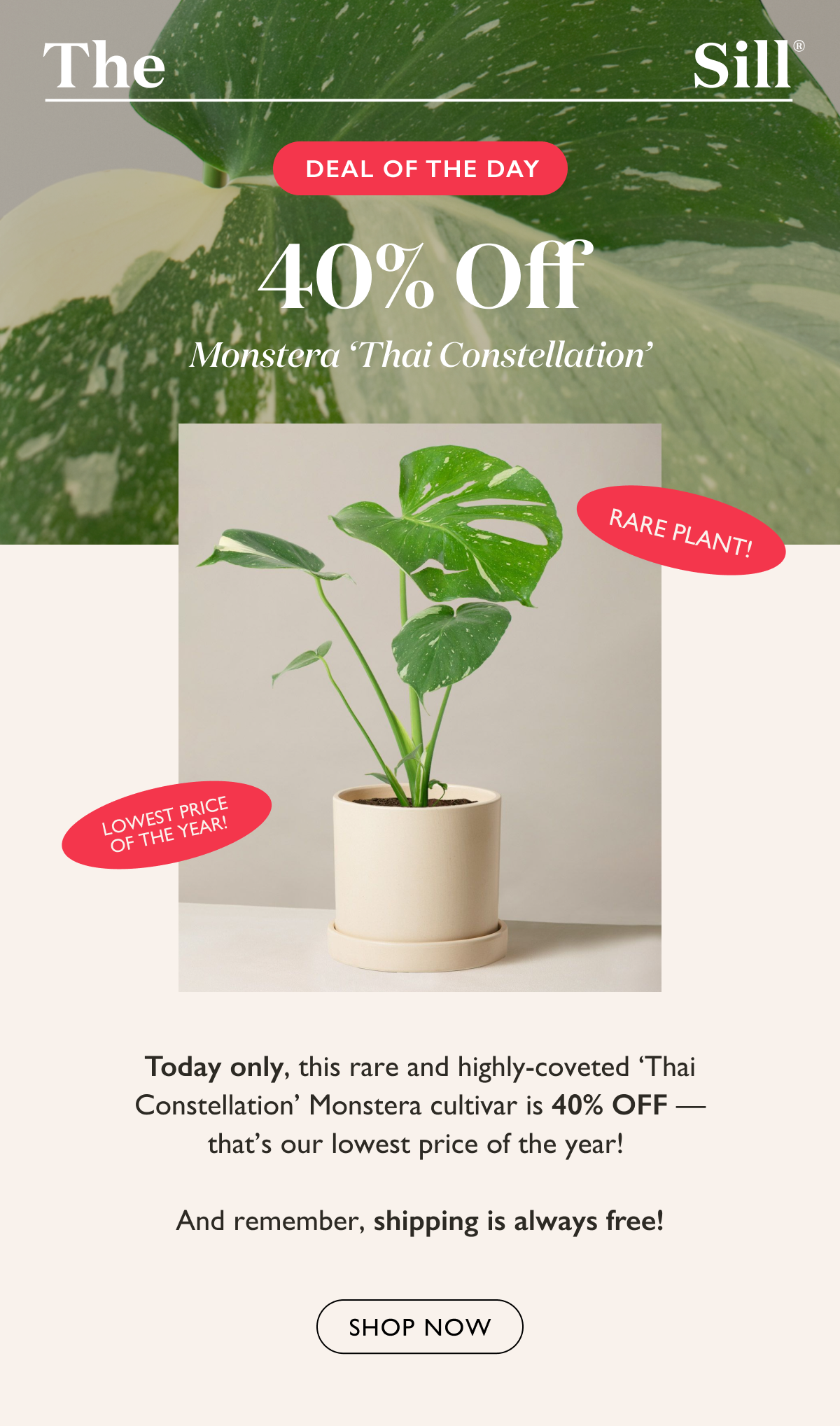 40% off the highly-coveted and hard-to-find Monstera Thai Constellation plant