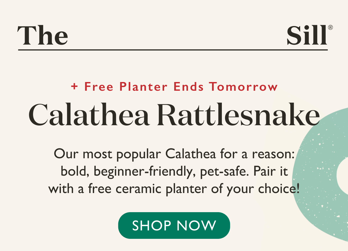Our most popular Calathea for a reason: bold, beginner-friendly, pet-safe. Pair it with a free ceramic planter of your choice!