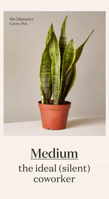Medium Snake Plant