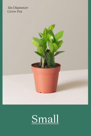 Small ZZ Plant