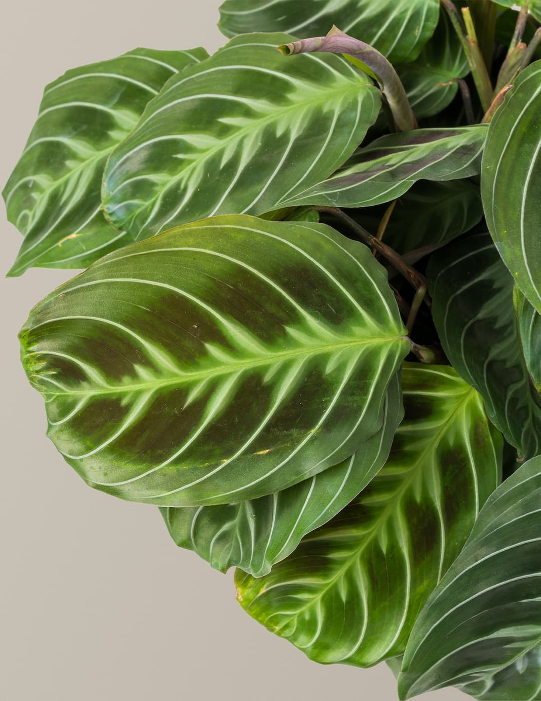 Black Prayer Plant close up of patterned leaves. 
