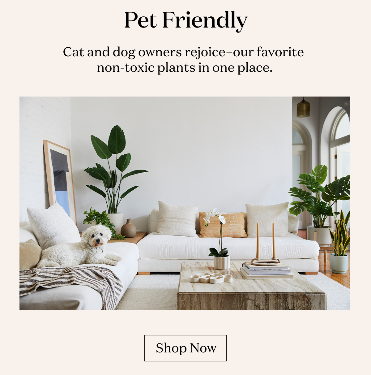 Pet Friendly