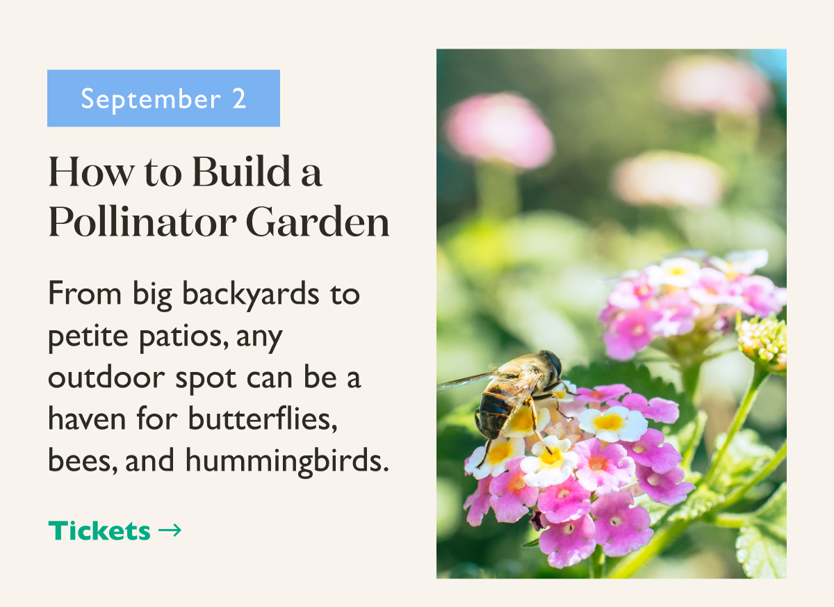 How to Build a Pollinator Garden Workshop