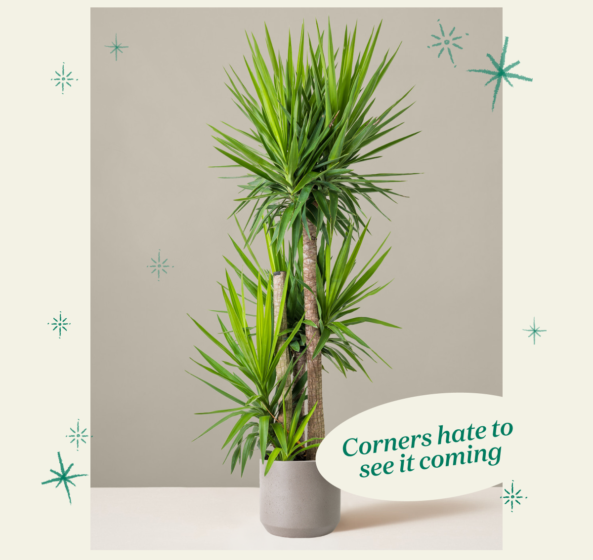 Yucca Plant and Mexia Planter in Grey