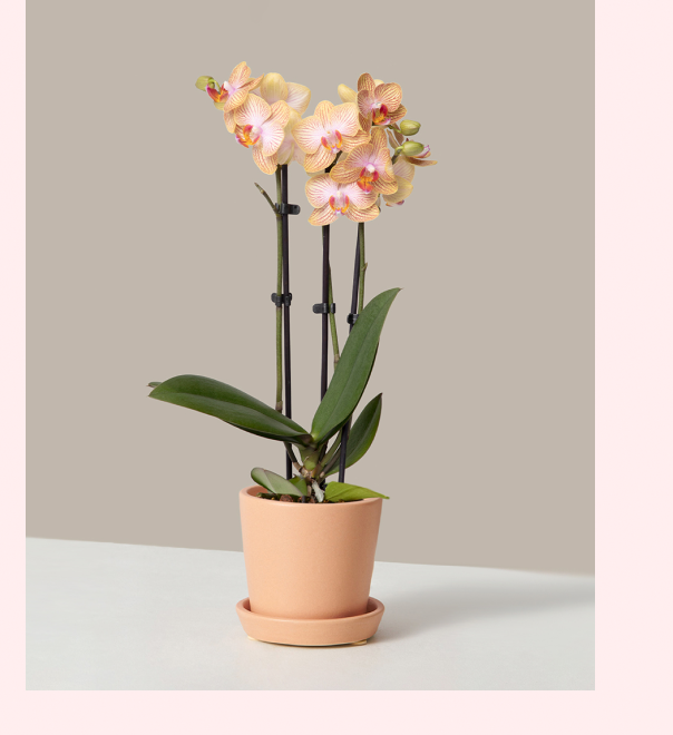 Petite Orange Orchid