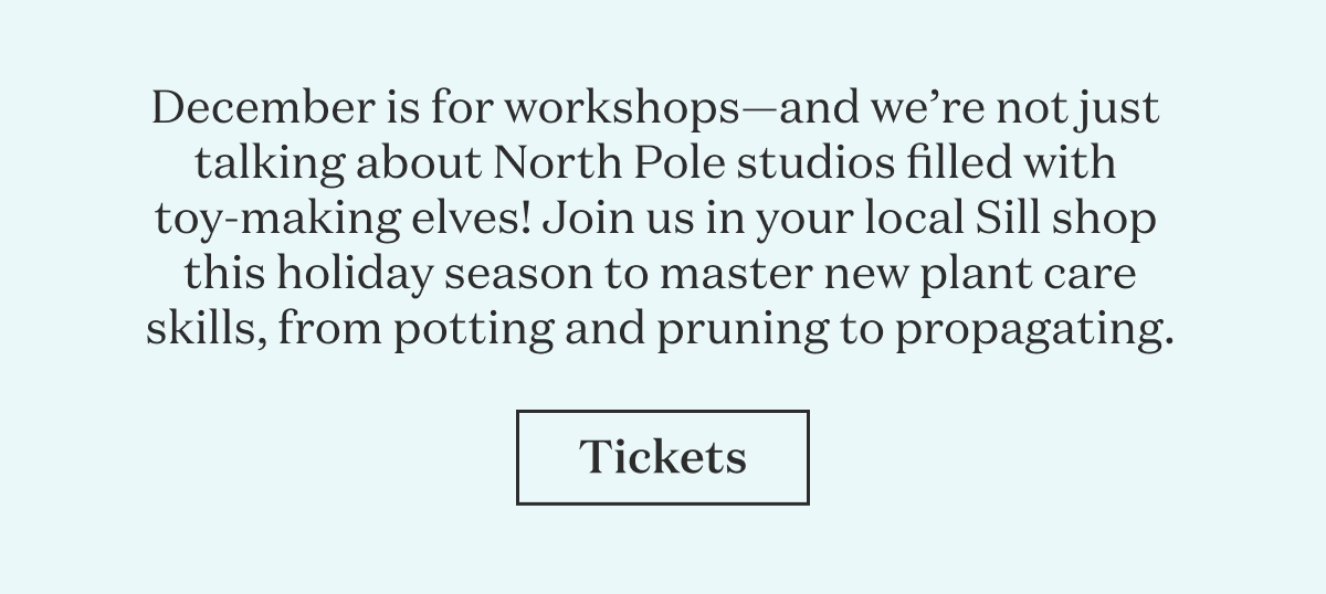 December is for workshops—and we’re not just talking about North Pole studios filled with toy-making elves! Join us in your local Sill shop this holiday season to master new plant care skills, from potting and pruning to propagating. 