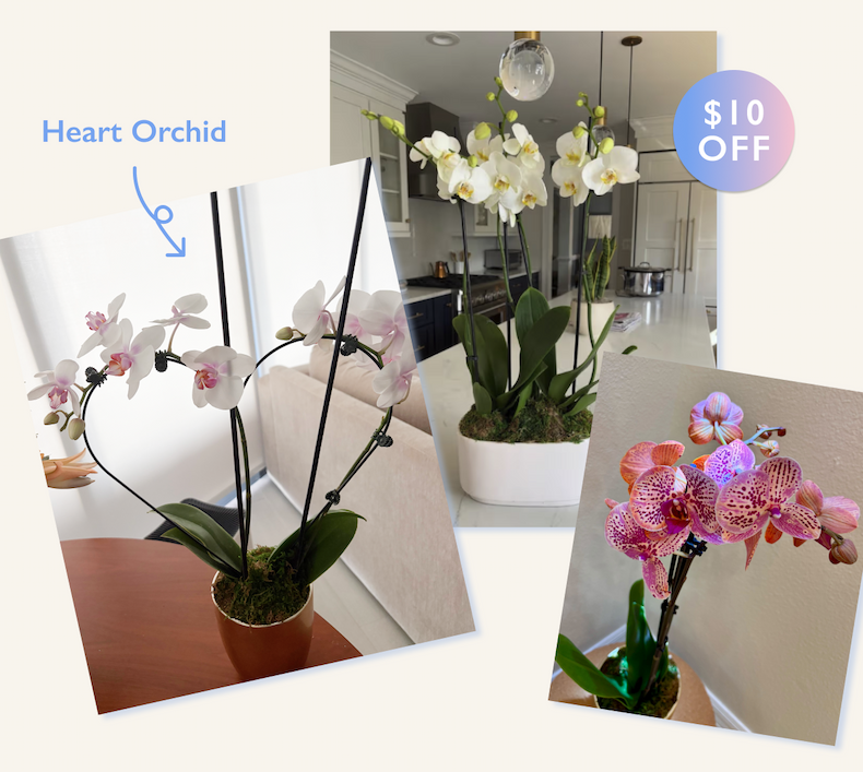 Heart Orchid