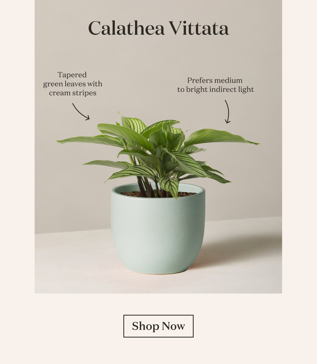 Calathea Vittata