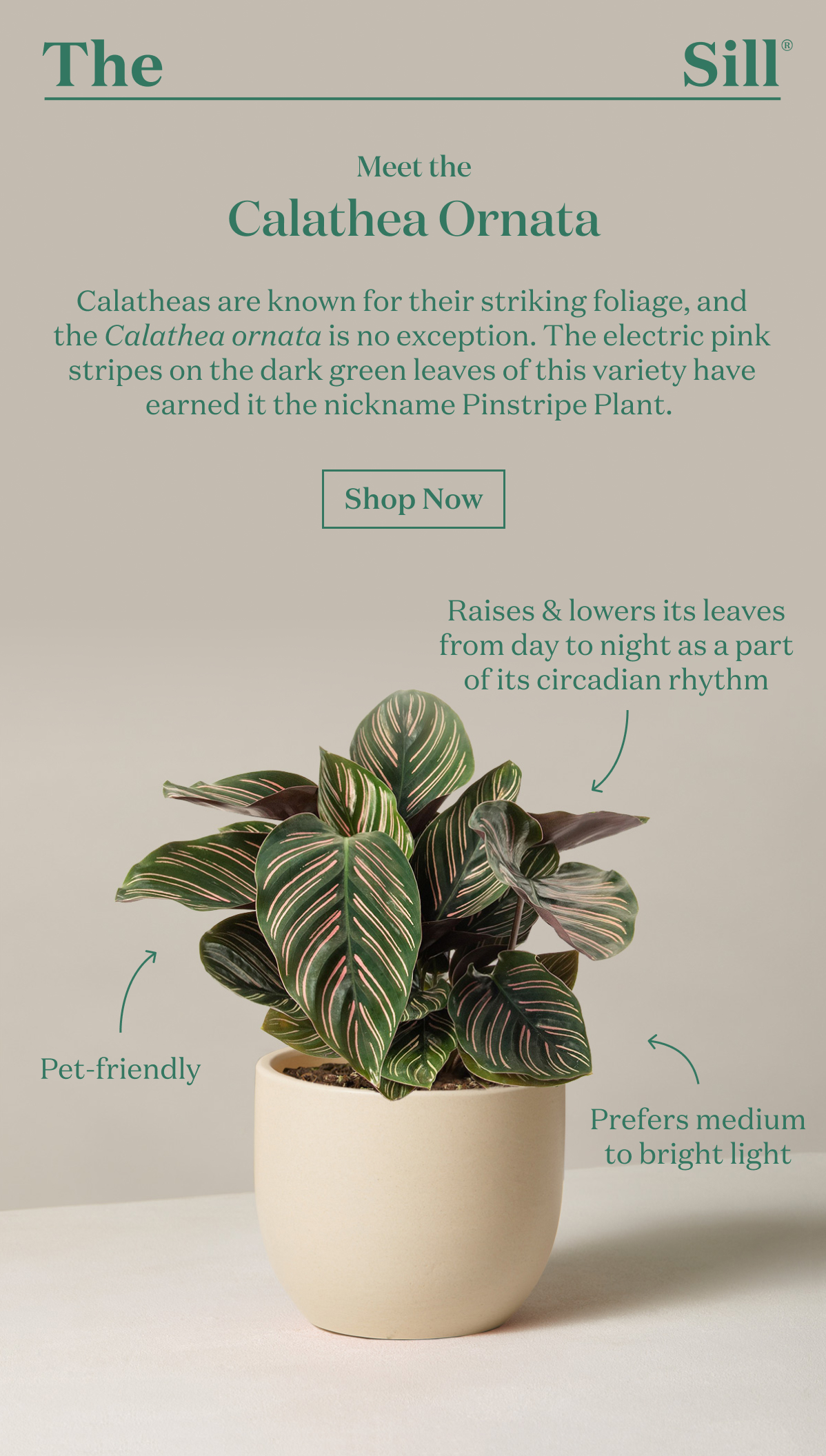 Calathea Ornata