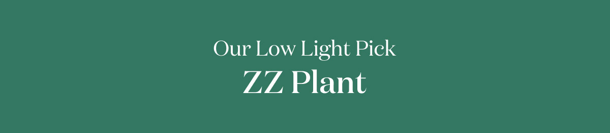 Our Low Light Pick: ZZ Plant