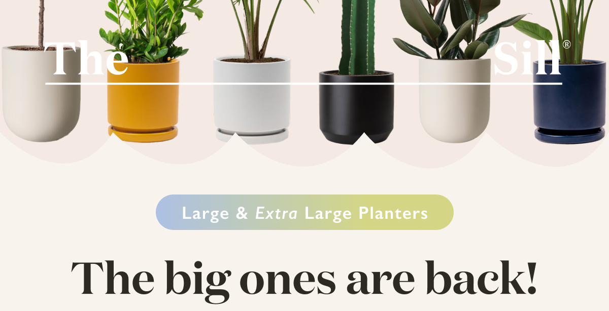 The big ones are back! Large and Extra Large planters.