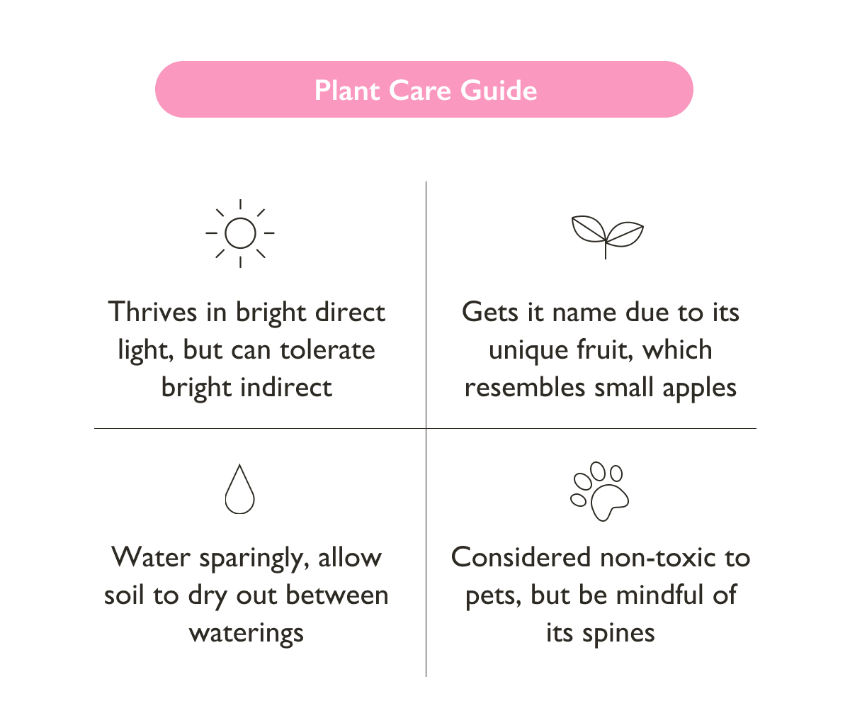 Large Peruvian Apple Cactus Plant Care Guide