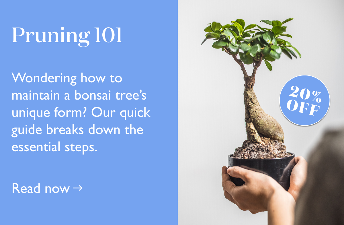 How to Maintain Your Bonsai Tree's Shape