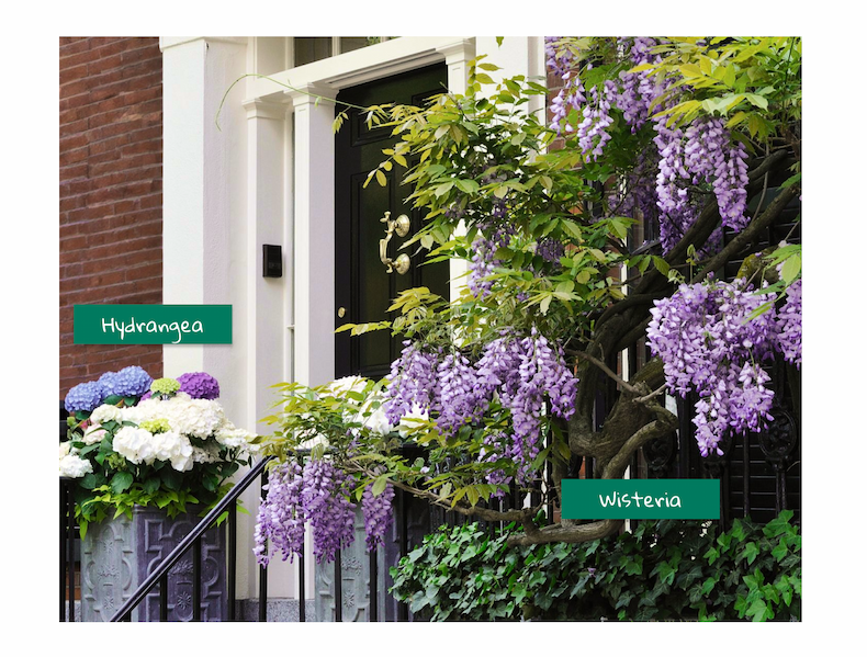Flowering Vines