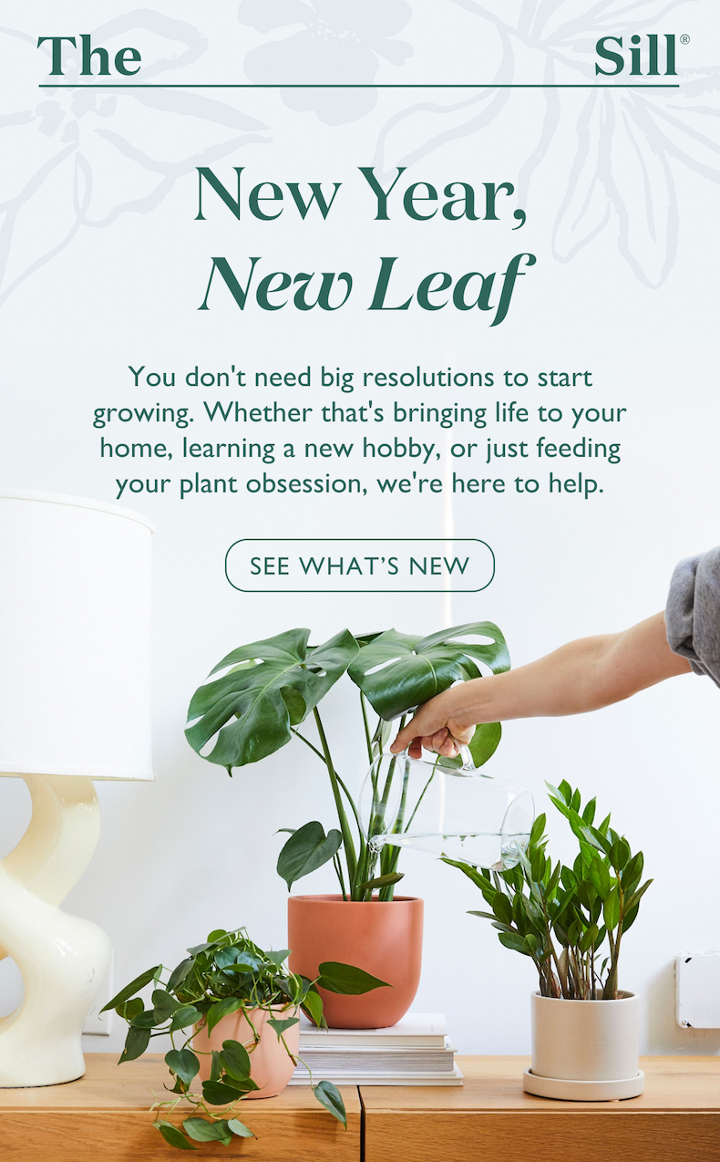You don't need big resolutions to start growing. Whether that's bringing life to your home, learning a new hobby, or just feeding your plant obsession, we're here to help.