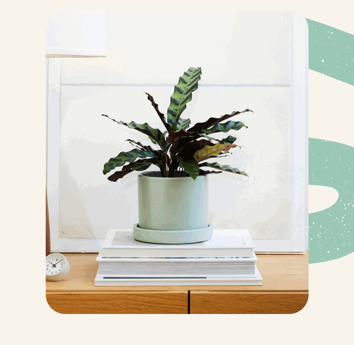 Pictured: Calathea Rattlesnake Photos