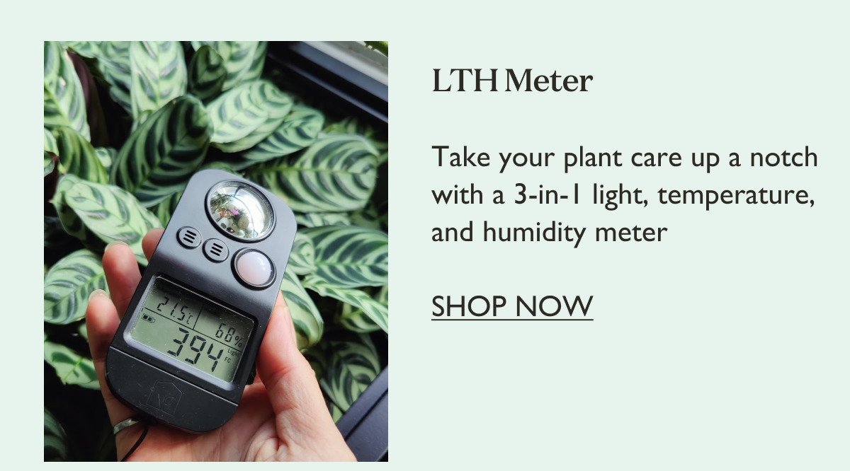 LTH Meter: Take your plant care up a notch with a 3-in-1 light, temperature, and humidity meter