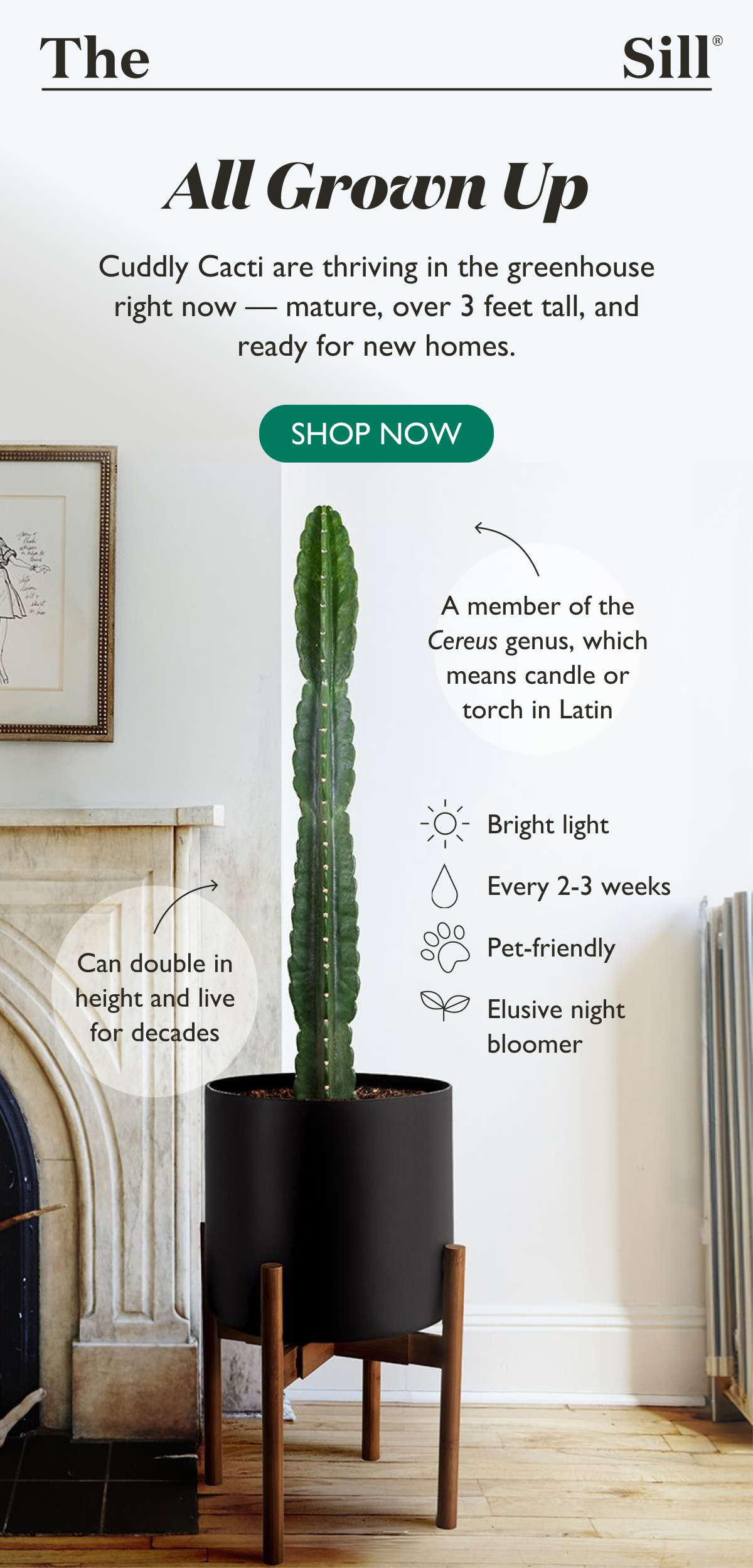 All Grown Up: Cuddly Cacti are thriving in the greenhouse right now — mature, over 3 feet tall, and ready for new homes.