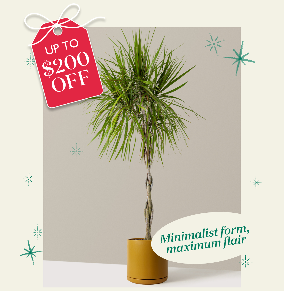 Dracaena Marginata with Braided Trunk