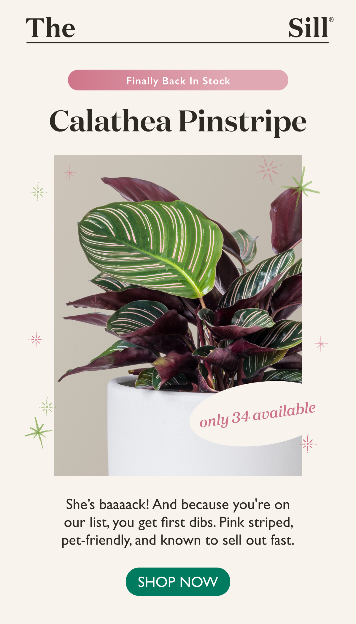 The Calathea Pinstripe is back! And you get first dibs.