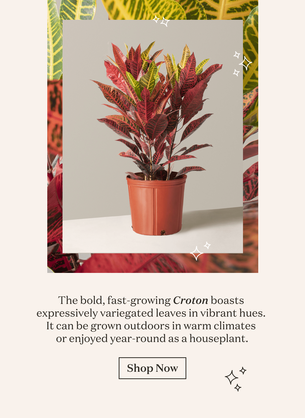 The bold, fast-growing Croton boasts expressively variegated leave in vinrant hues. It can be grown outdoors in warm climates or enjoyed year-round as a houseplant.