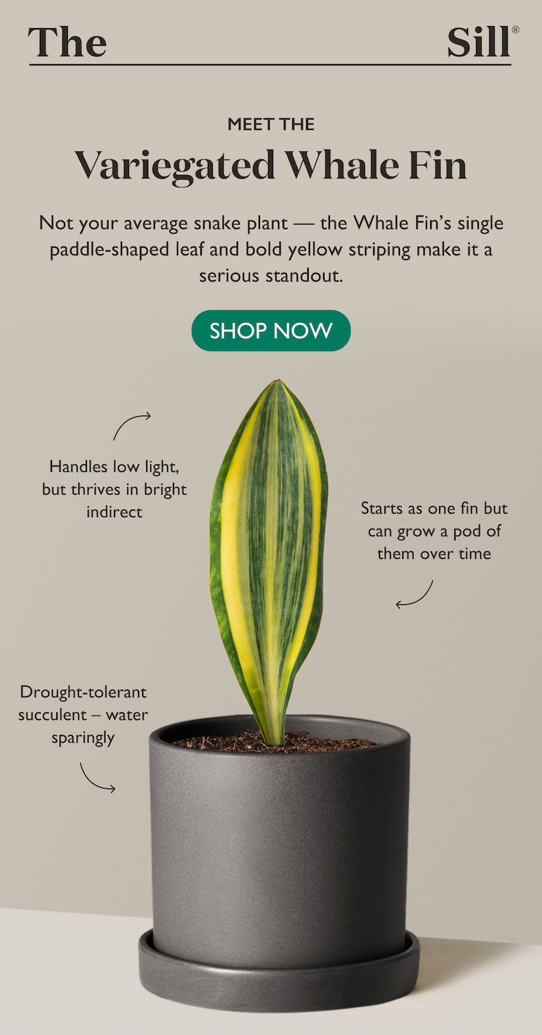 Not your average snake plant β the Whale Finβs single paddle-shaped leaf and bold yellow striping make it a serious standout. Shop now. Not your average snake plant β the Whale Finβs single paddle-shaped leaf and bold yellow striping make it a serious standout. Shop now.