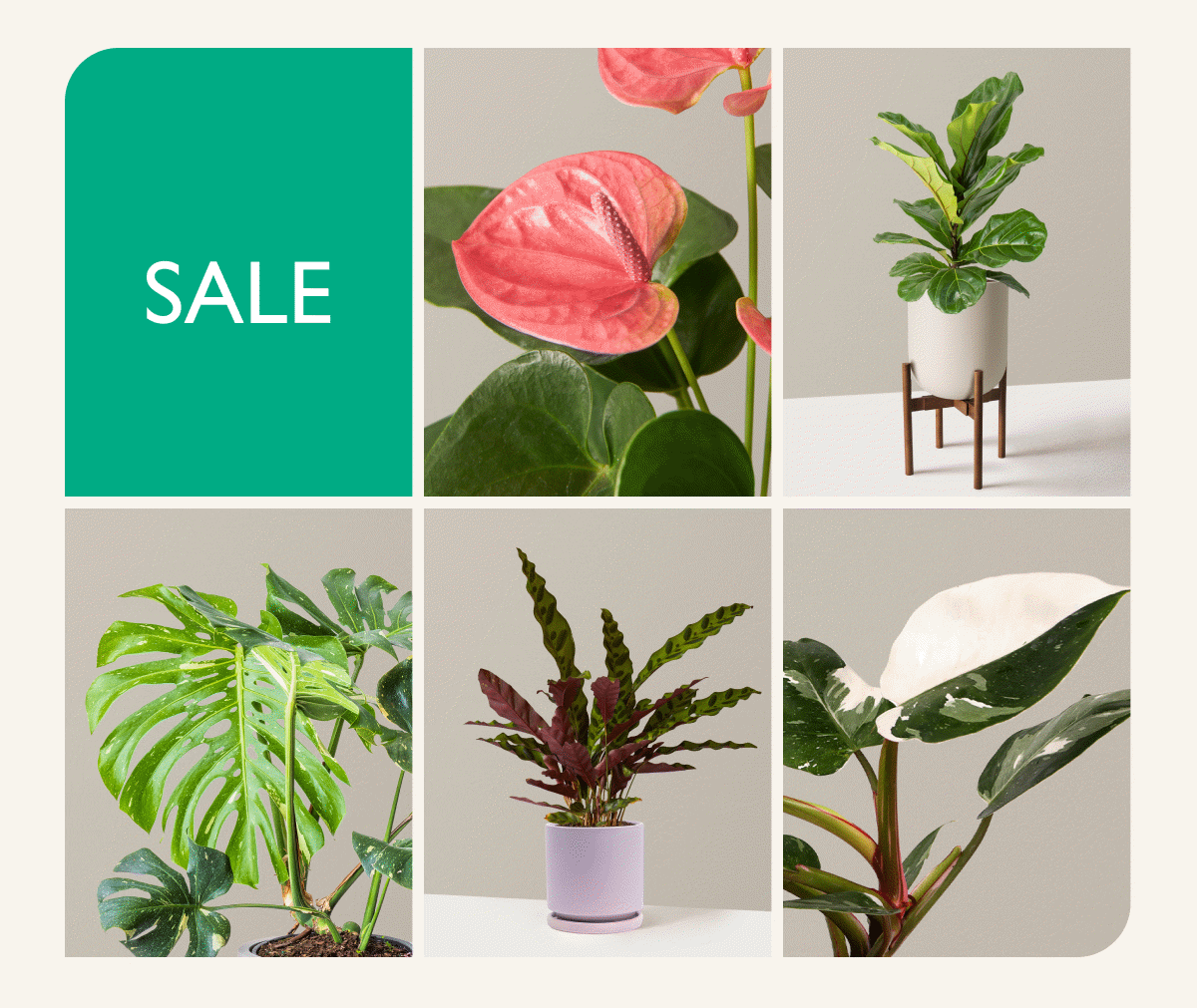 Final Three Days of the Staycation Sale