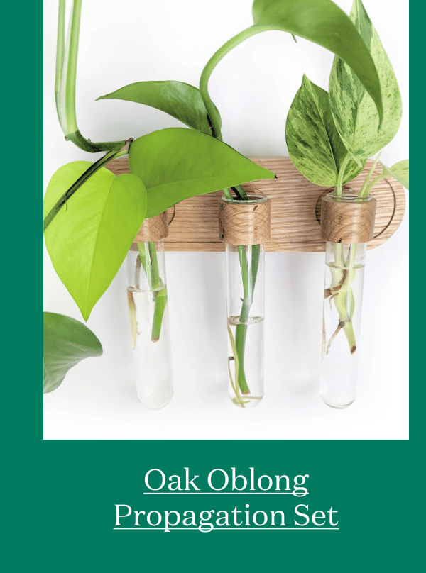 Oak Oblong Propagation Set