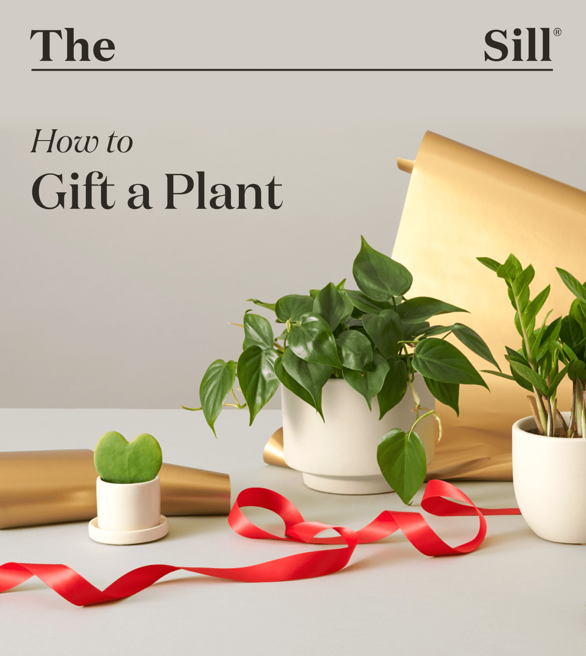 How to Gift a Plant