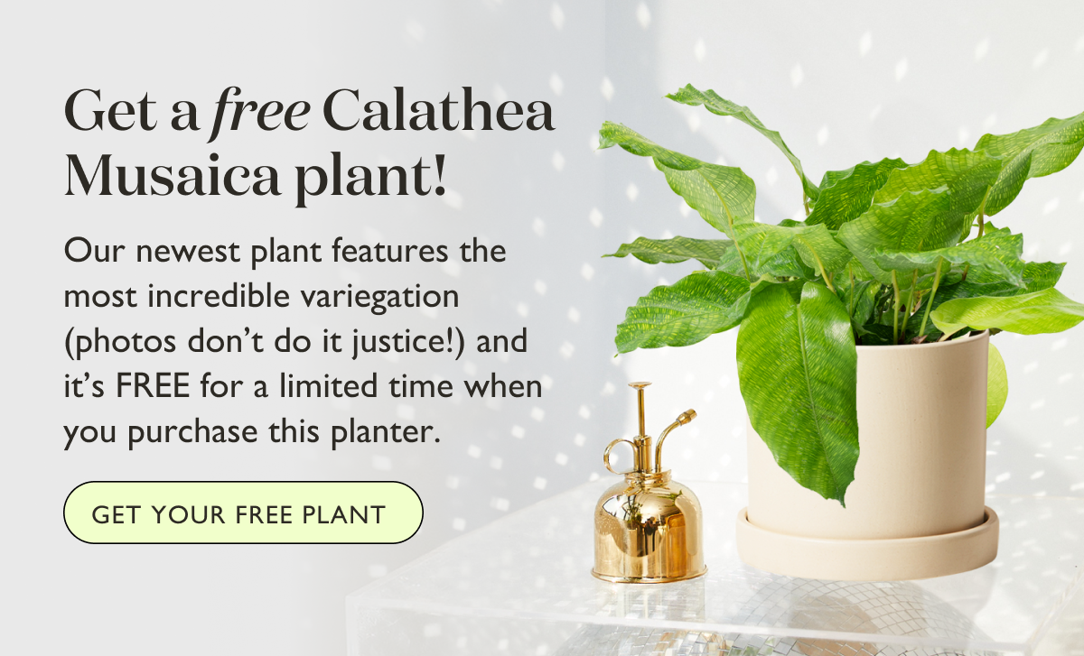 Get a free Calathea Musaica plant!