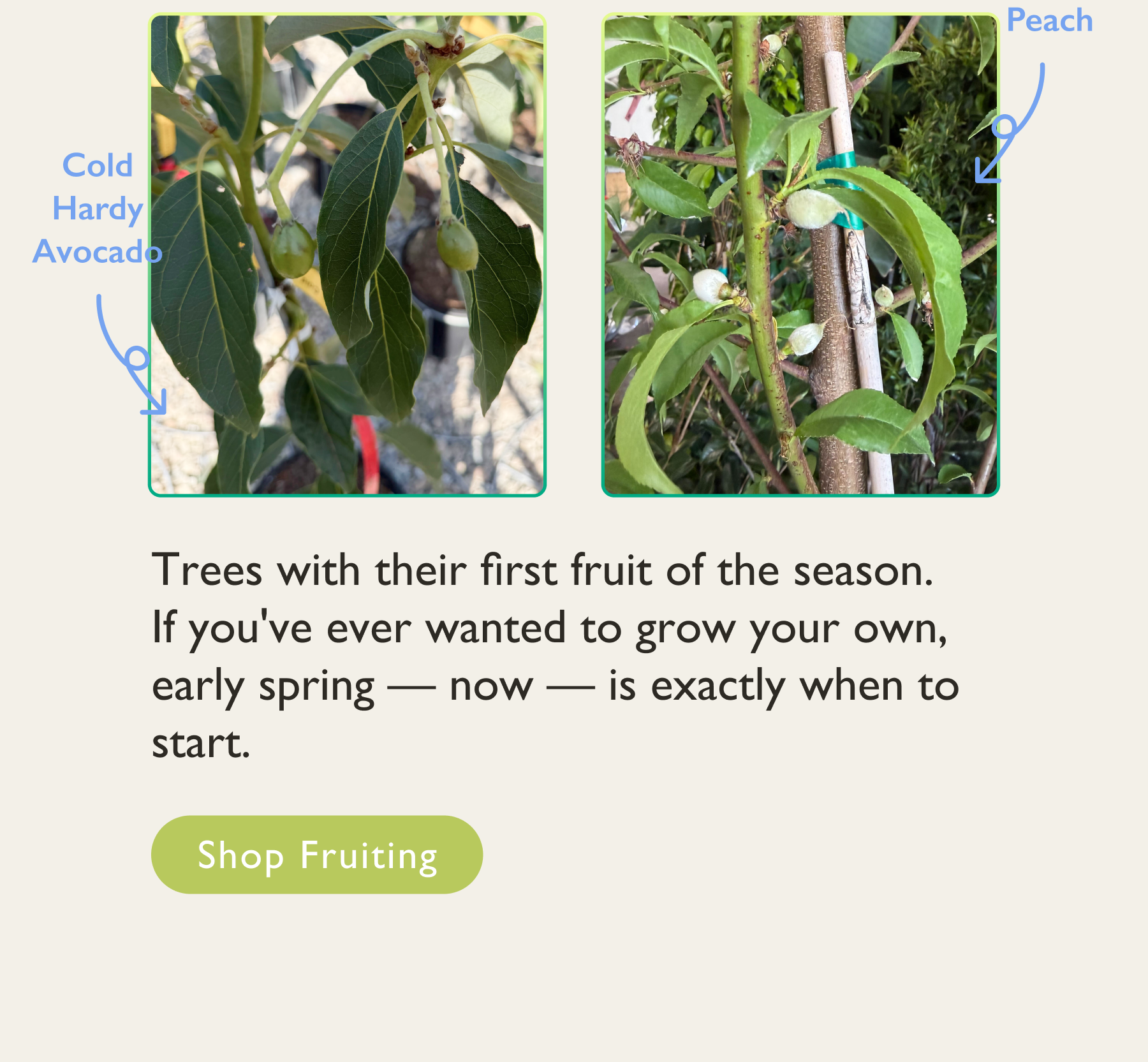 Trees with their first fruit of the season.