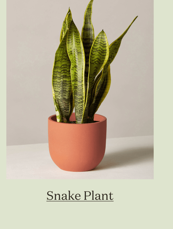 Snake Plant