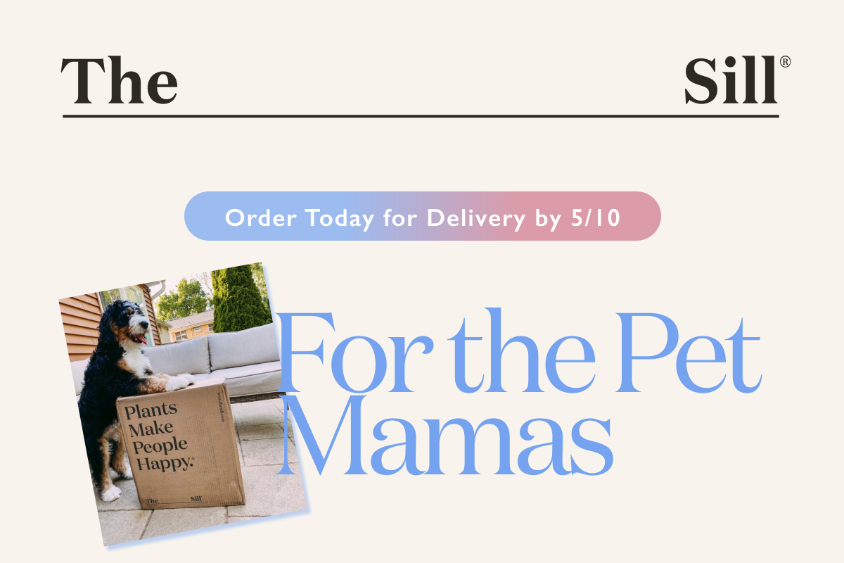 For the Pet Mamas