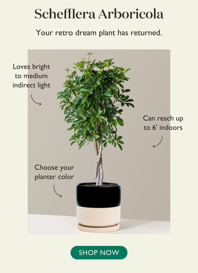 Shop Schefflera Arboricola