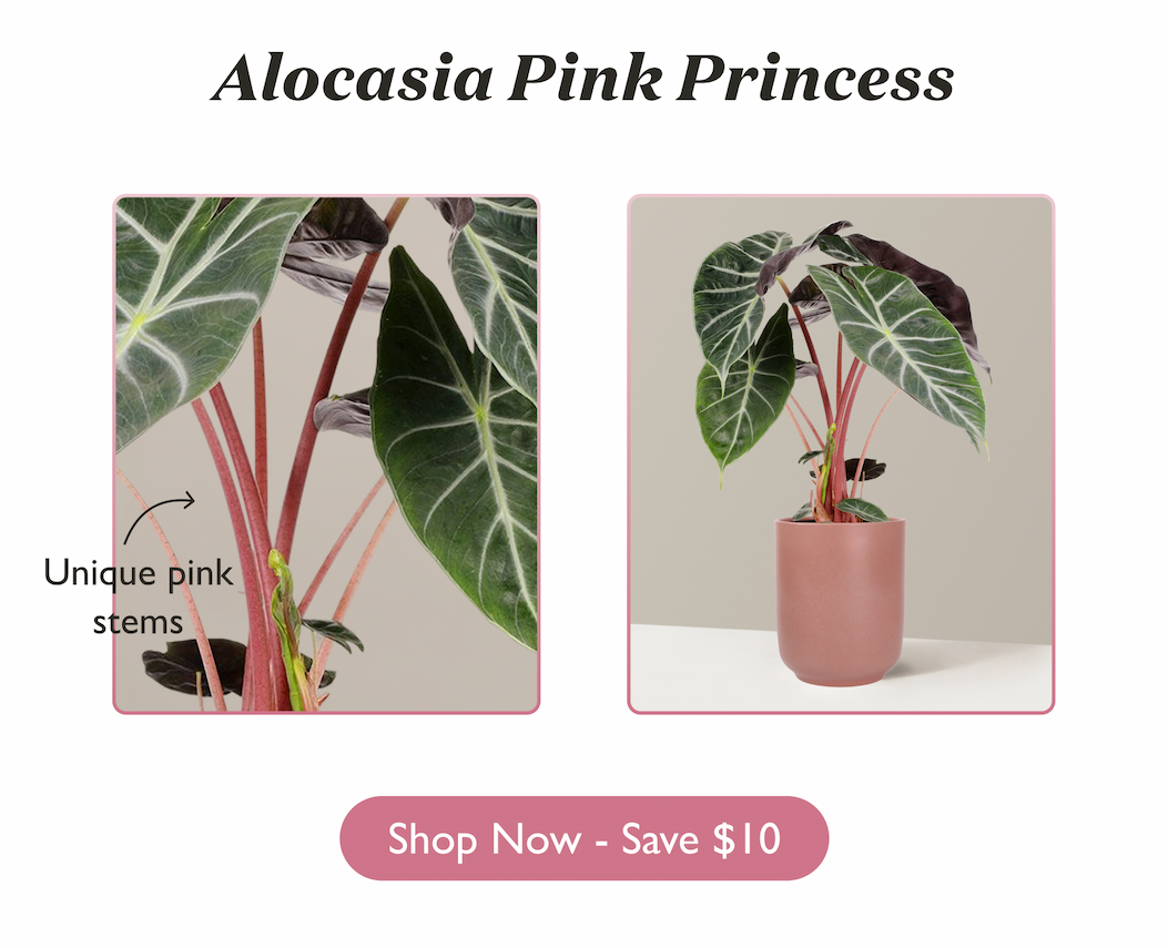 Alocasia Pink Princess