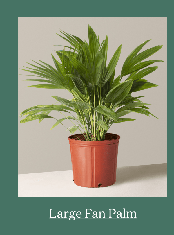 Large Fan Palm