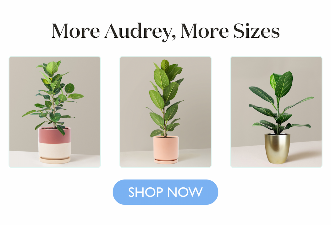 Ficus Audrey Bushes