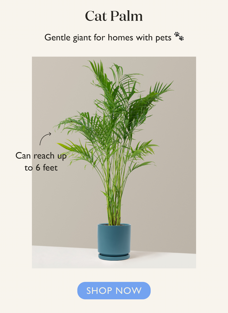Large Cat Palm: Gentle giant for homes with pets