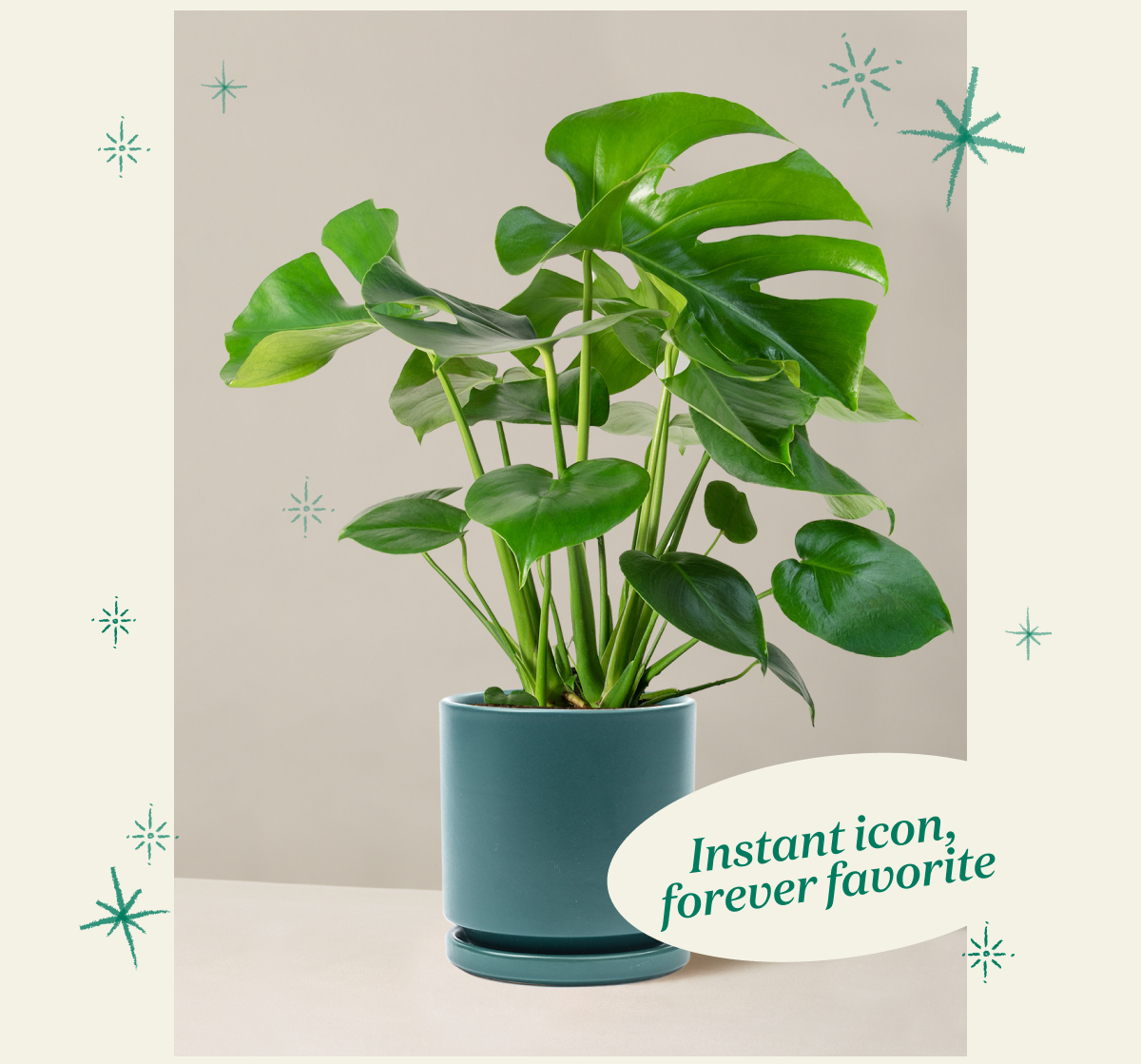 Monstera Deliciosa and Isabella Planter in Blue