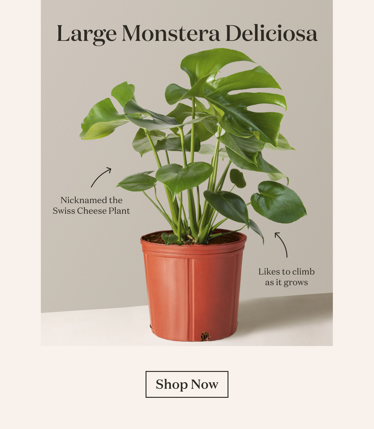 Large Monstera Deliciosa