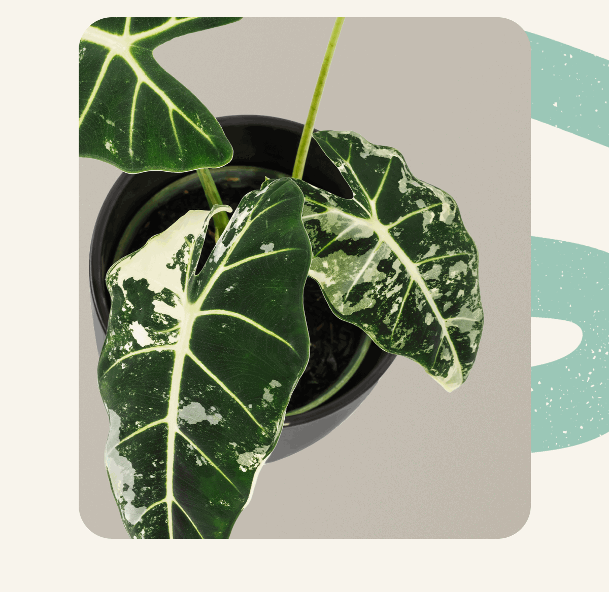 Alocasia Frydek Variegated 