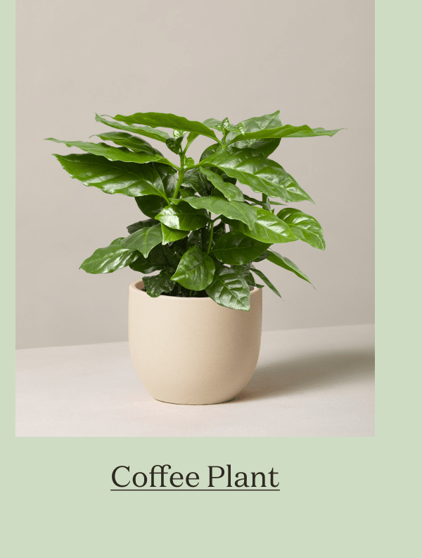 Coffee Plant