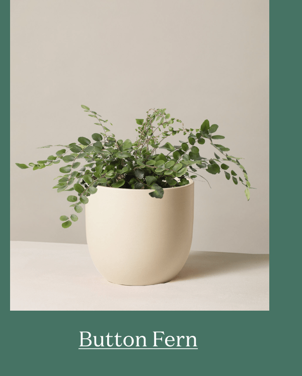 Button Fern
