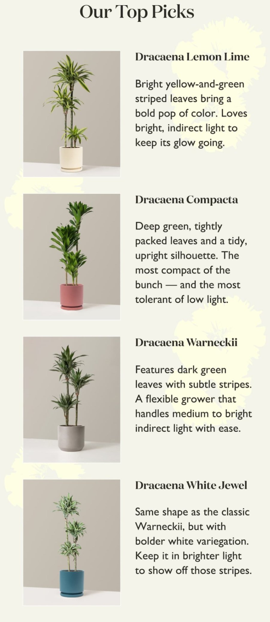 Add bold, easygoing greenery to your space — these tall Dracaenas thrive in long summer days and low-effort care routines.
