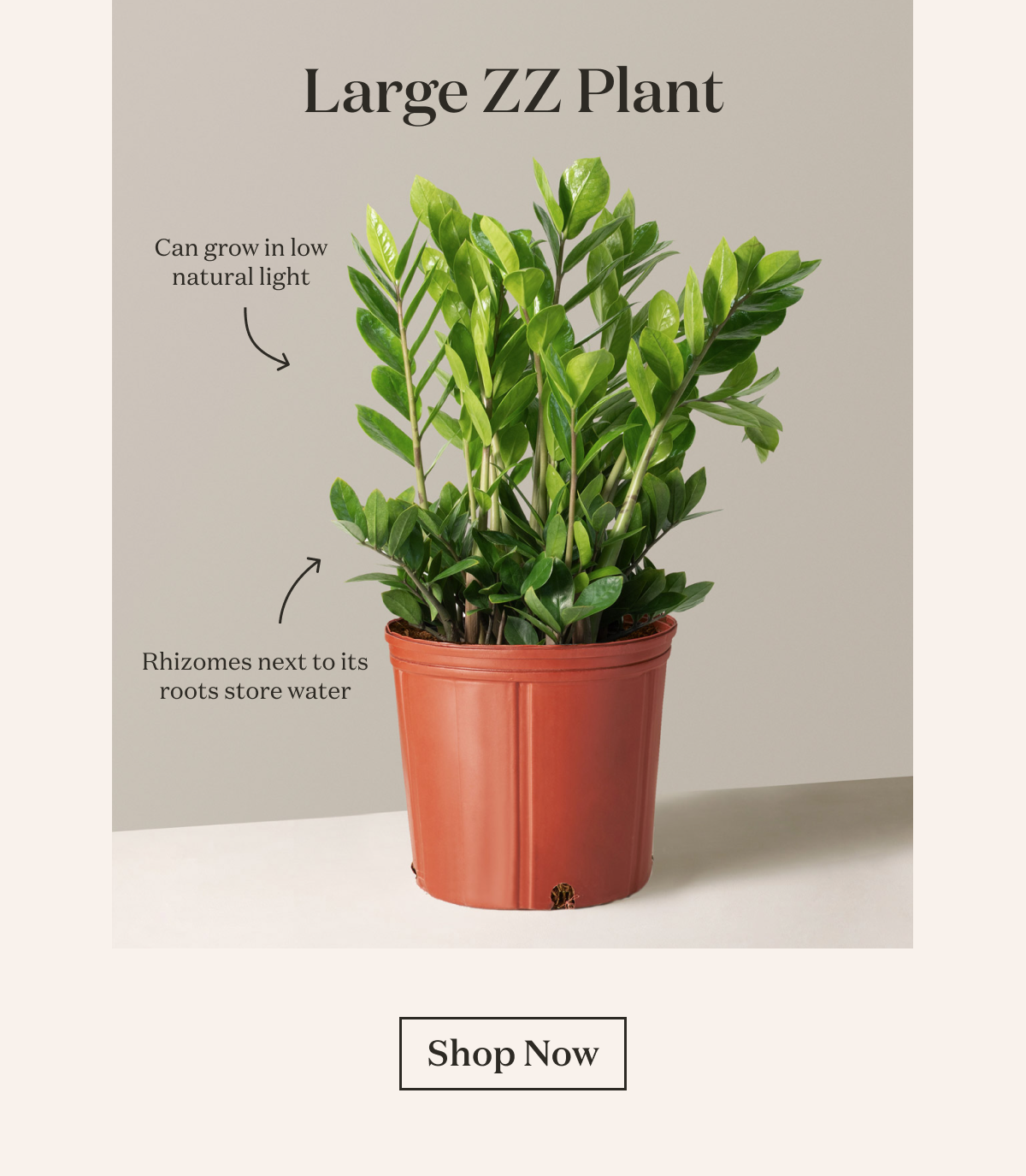 Large ZZ Plant