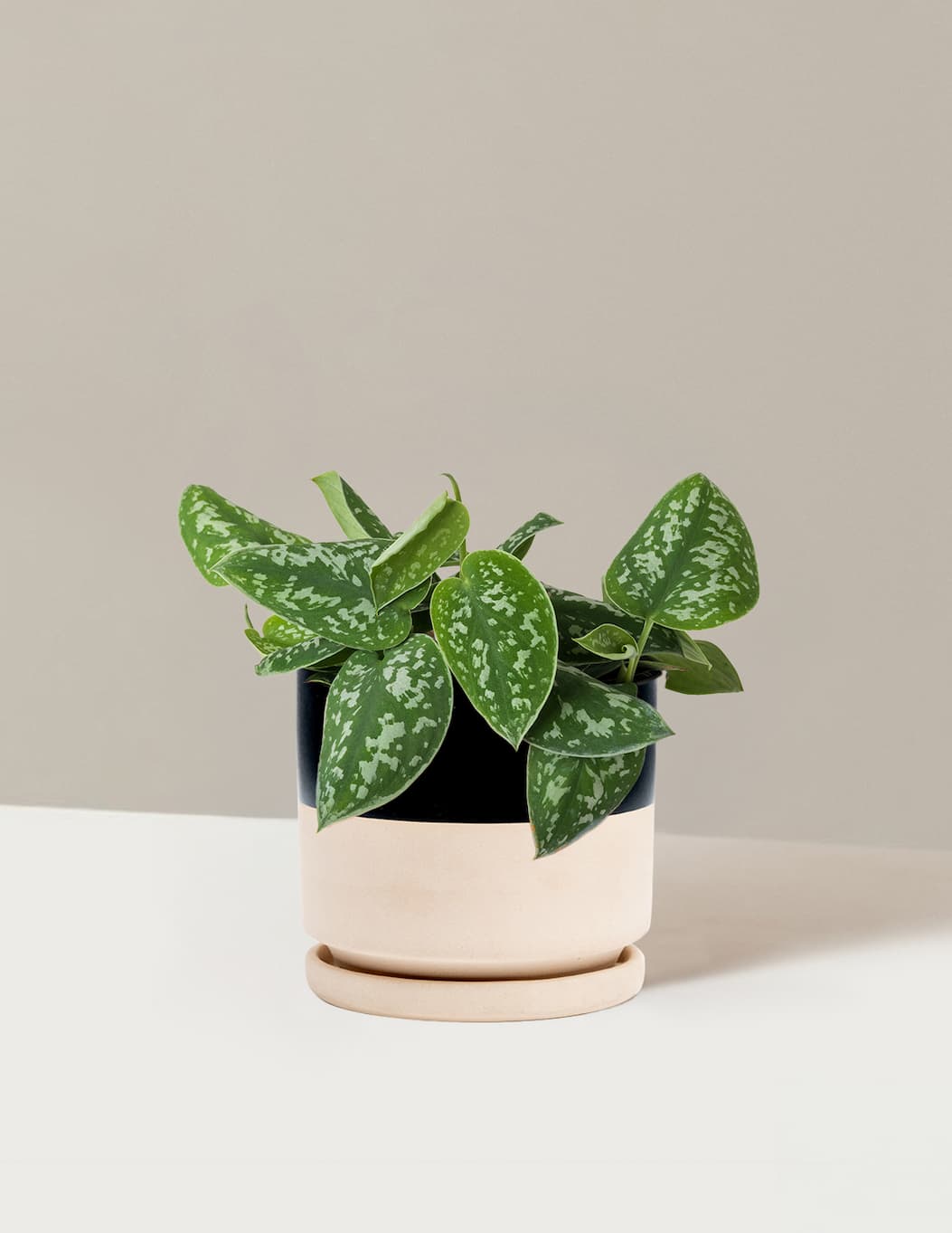 Philodendron Silver in Isabella Planter in Top Half Black. 